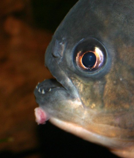 Piranhabecken