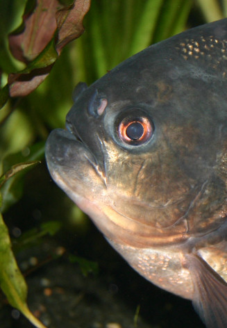 Piranhabecken