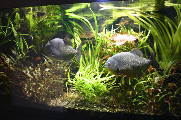 Piranhabecken