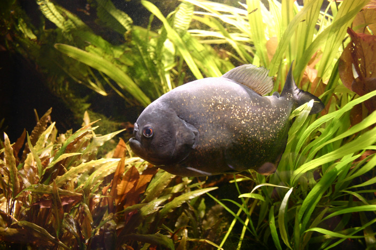 Piranhabecken