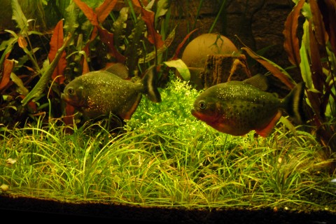Piranhabecken