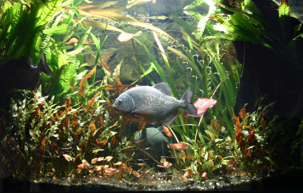 Piranhabecken