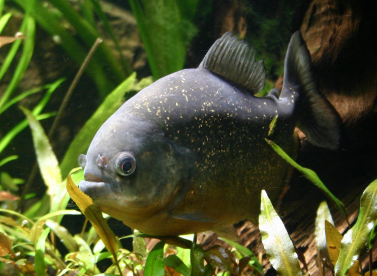 Piranhabecken