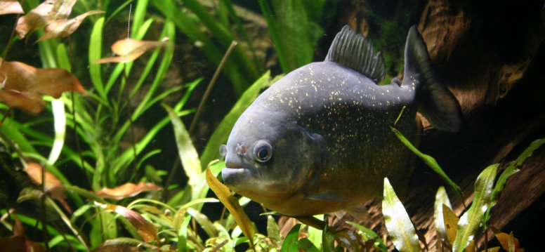 Piranhabecken