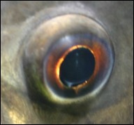 Piranha Auge
