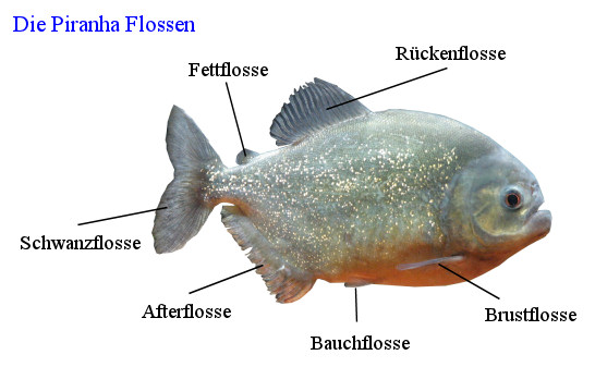 Piranha Flossen
