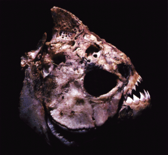 Piranha Zähne